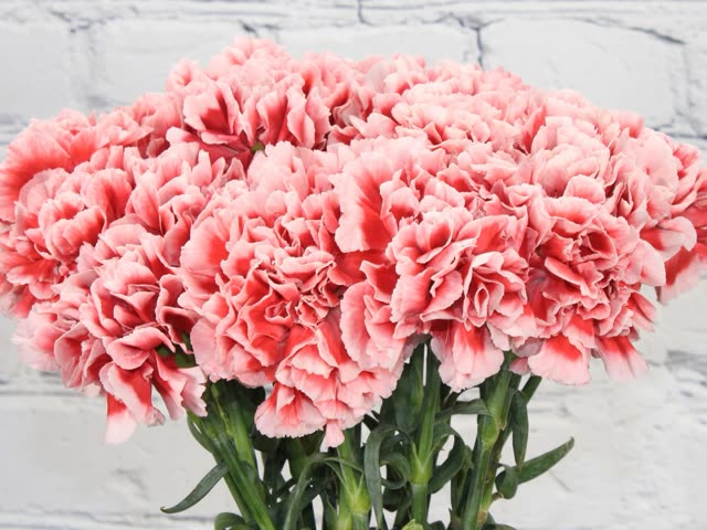 Pink carnations