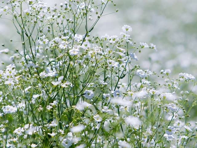 Delicate filler flowers