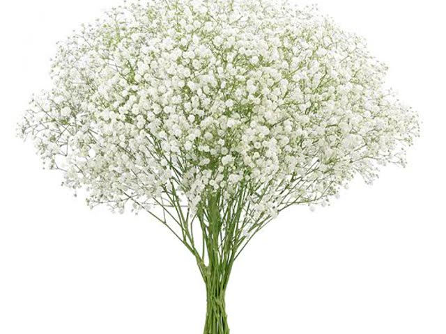 Fresh foliage