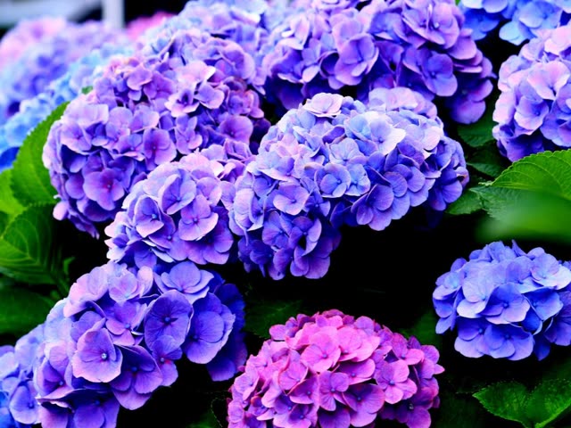 Vibrant summer flowers
