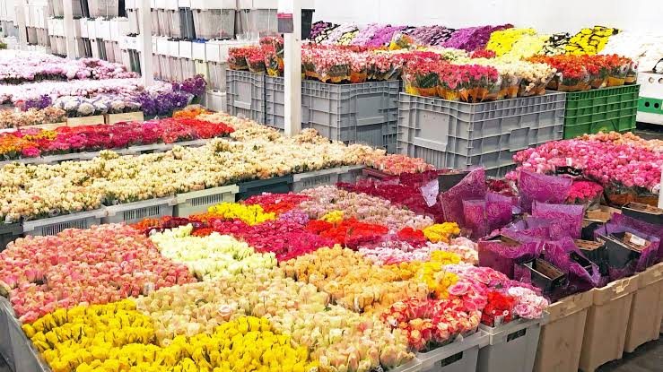 Roses of many varieties and colours sorted into crates on the packhouse grading floor