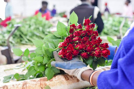 Ulani team hand-selecting flowers to spec