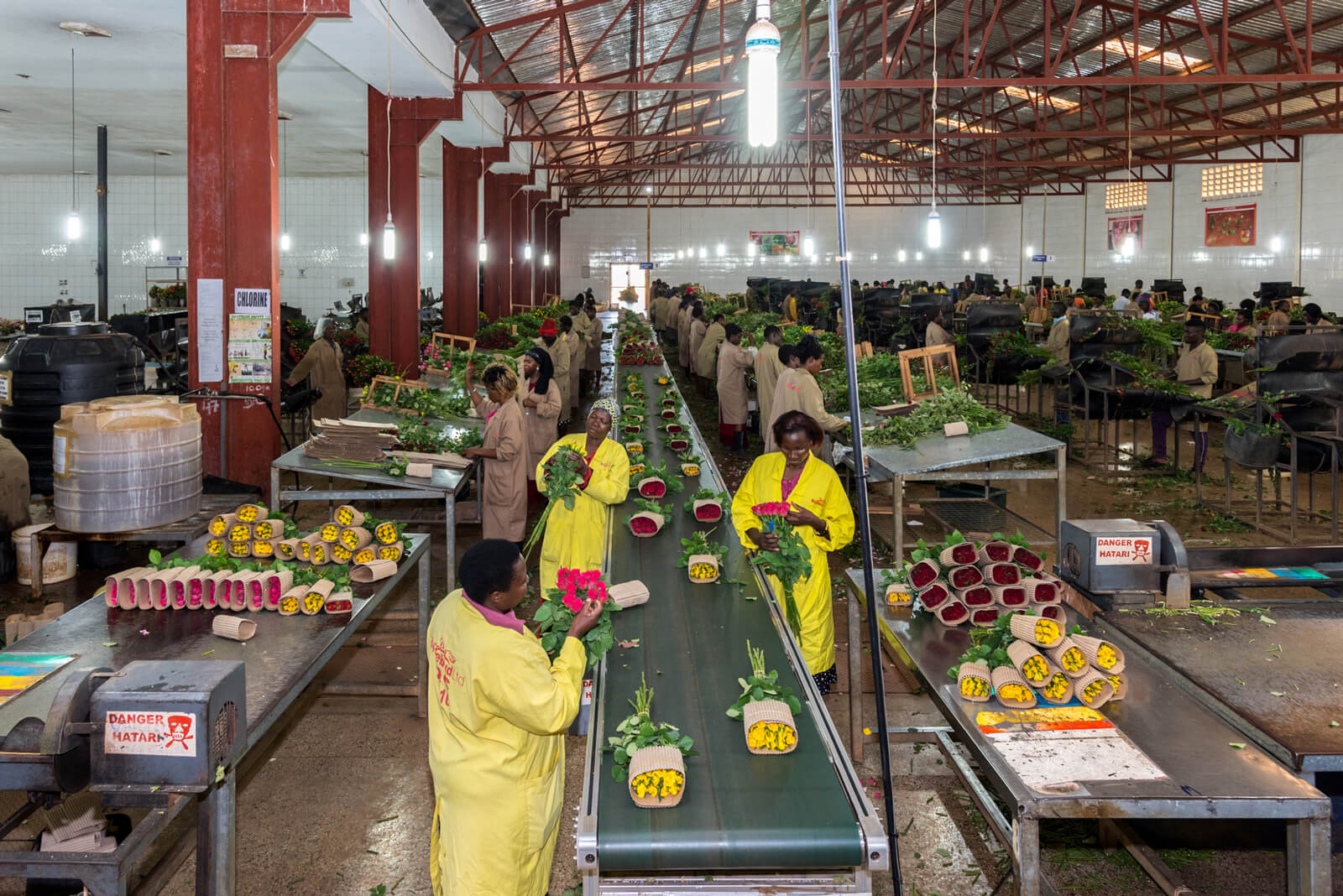 Ulani team sorting and bunching roses on the packhouse line