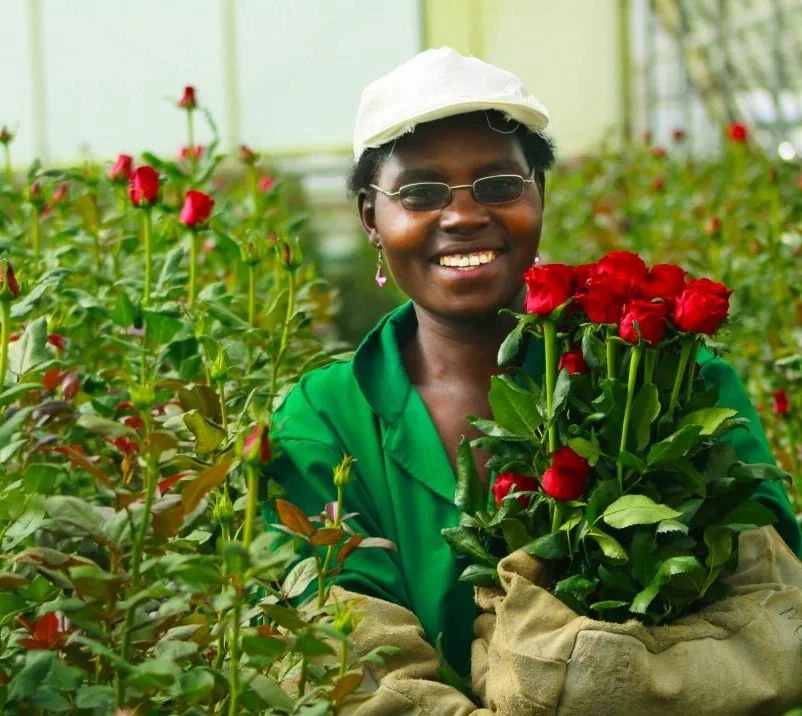 Ulani grower holding a fresh bunch of red roses in a Kenyan greenhouse