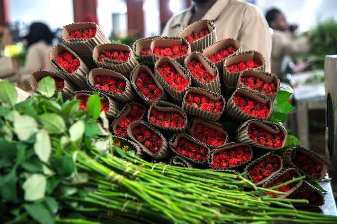 Bundles of red roses wrapped and ready for export consolidation