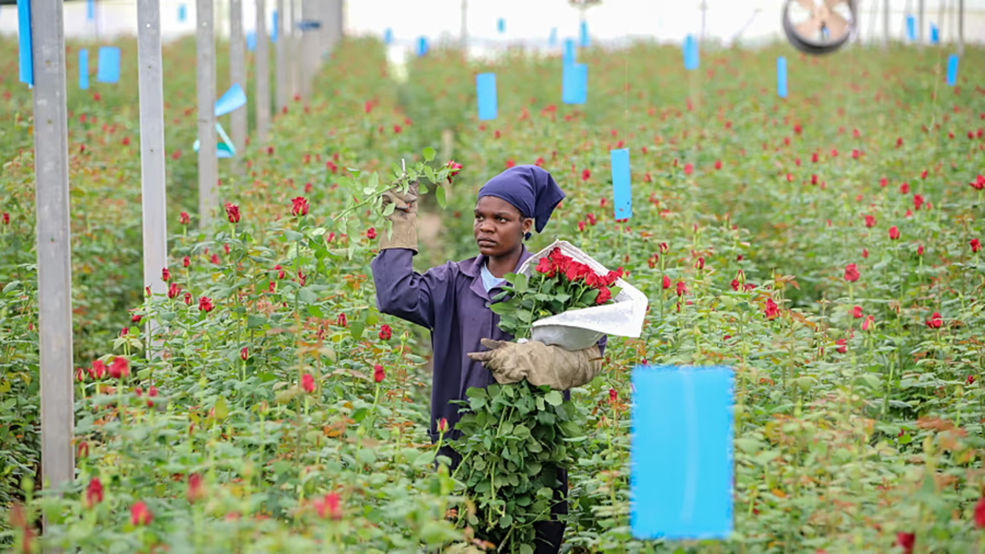 Ulani field worker selecting roses in the greenhouse